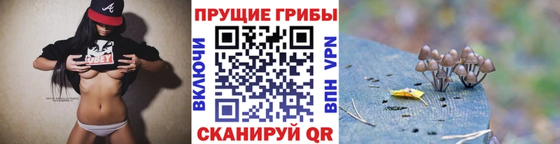 Купить где  Дыгулыбгей  Псилоцибиновые грибы Psilocybe 